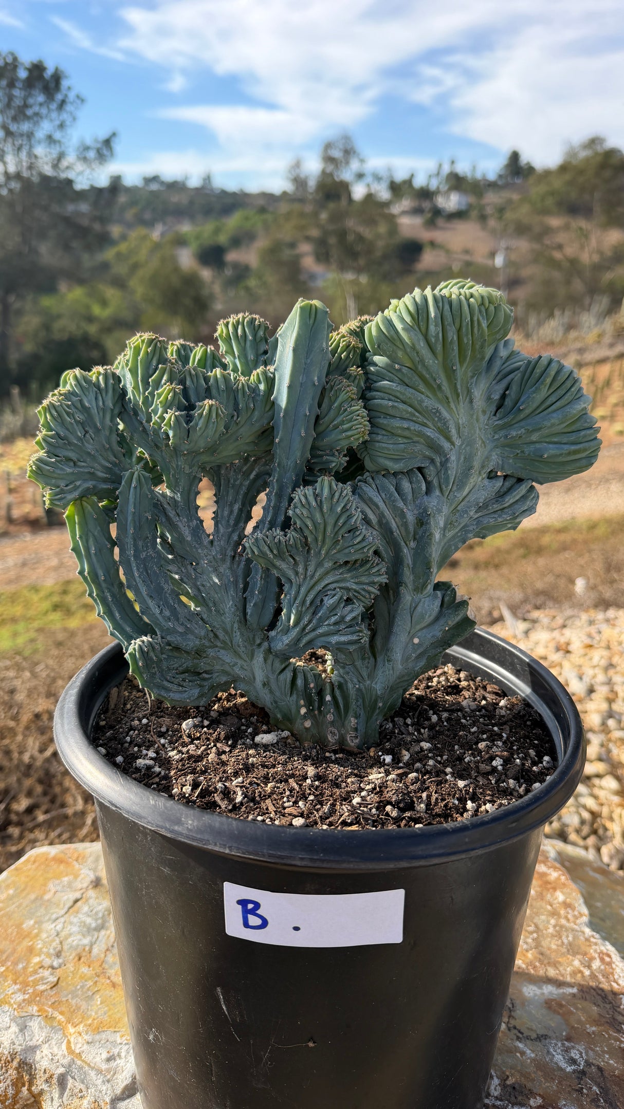 Crested Blue Candle combo with serrated stems beside a tall wavy crest fan, 5 gallon pot