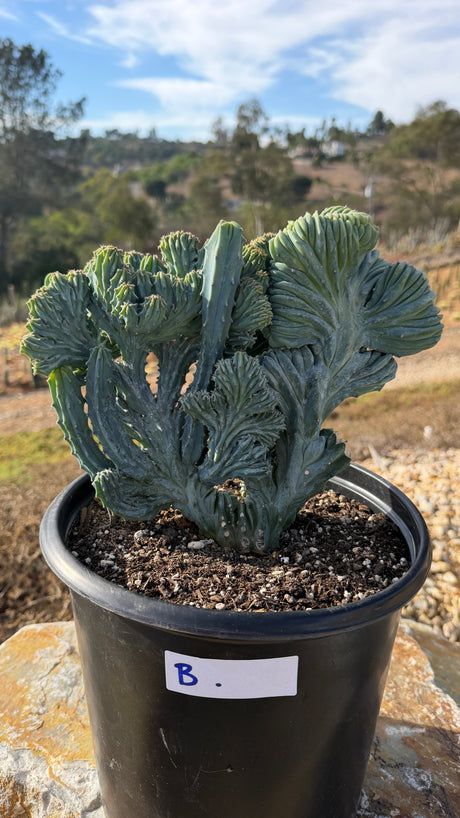 Crested Blue Candle combo with serrated stems beside a tall wavy crest fan, 5 gallon pot