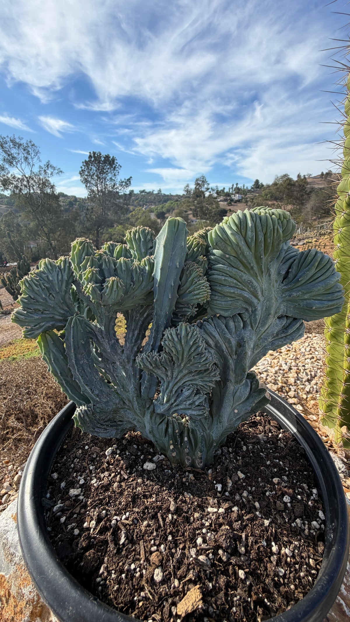 Angle view of the dual-form Crested Blue Candle