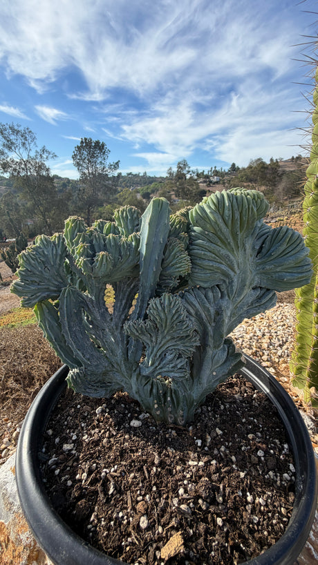 Angle view of the dual-form Crested Blue Candle