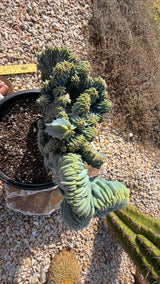 Held view showing the crest structure