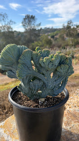 Full view of the combo crest in its 5 gallon pot