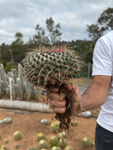 Mammillaria magnimamma - Mexican Pincushion