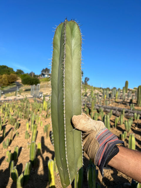 Mexican Fence Post Cactus - Pachycereus Marginatus