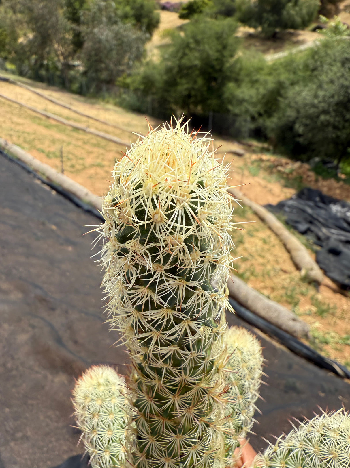 Mammillaria elongata - Pink Nymph