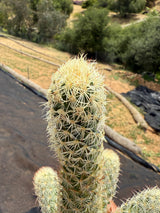 Mammillaria elongata - Pink Nymph