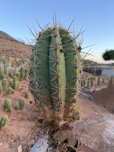 Argentine Saguaro - Echinopsis terscheckii or Trichocereus terscheckii