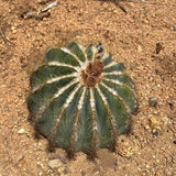 Notocactus magnificus - Parodia magnifica, Ball Cactus