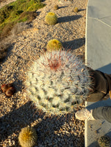 Mammillaria - bombycina