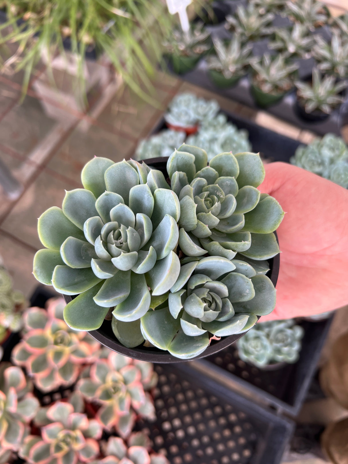 Echeveria 'Arctic Ice' - Echeveria