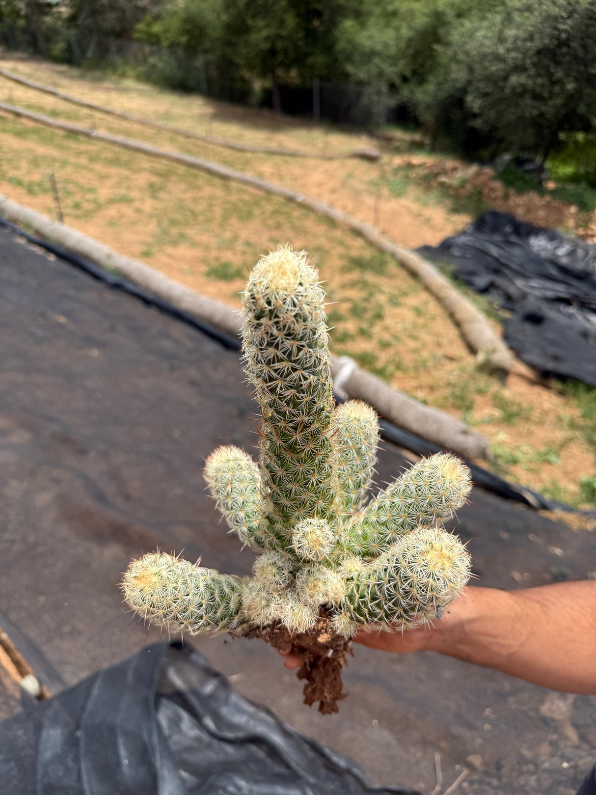 Mammillaria elongata - Pink Nymph