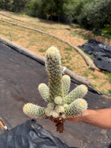 Mammillaria elongata - Pink Nymph