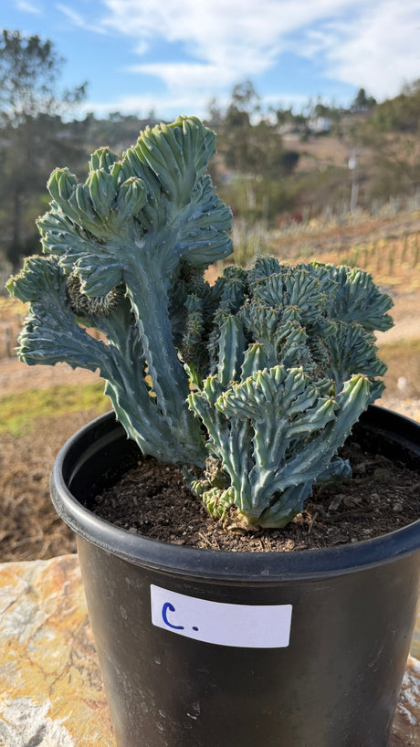 Crested Blue Candle growing as upright crested towers with fine golden spines, 5 gallon pot