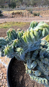 Top view of the crested towers with yellow-green new growth