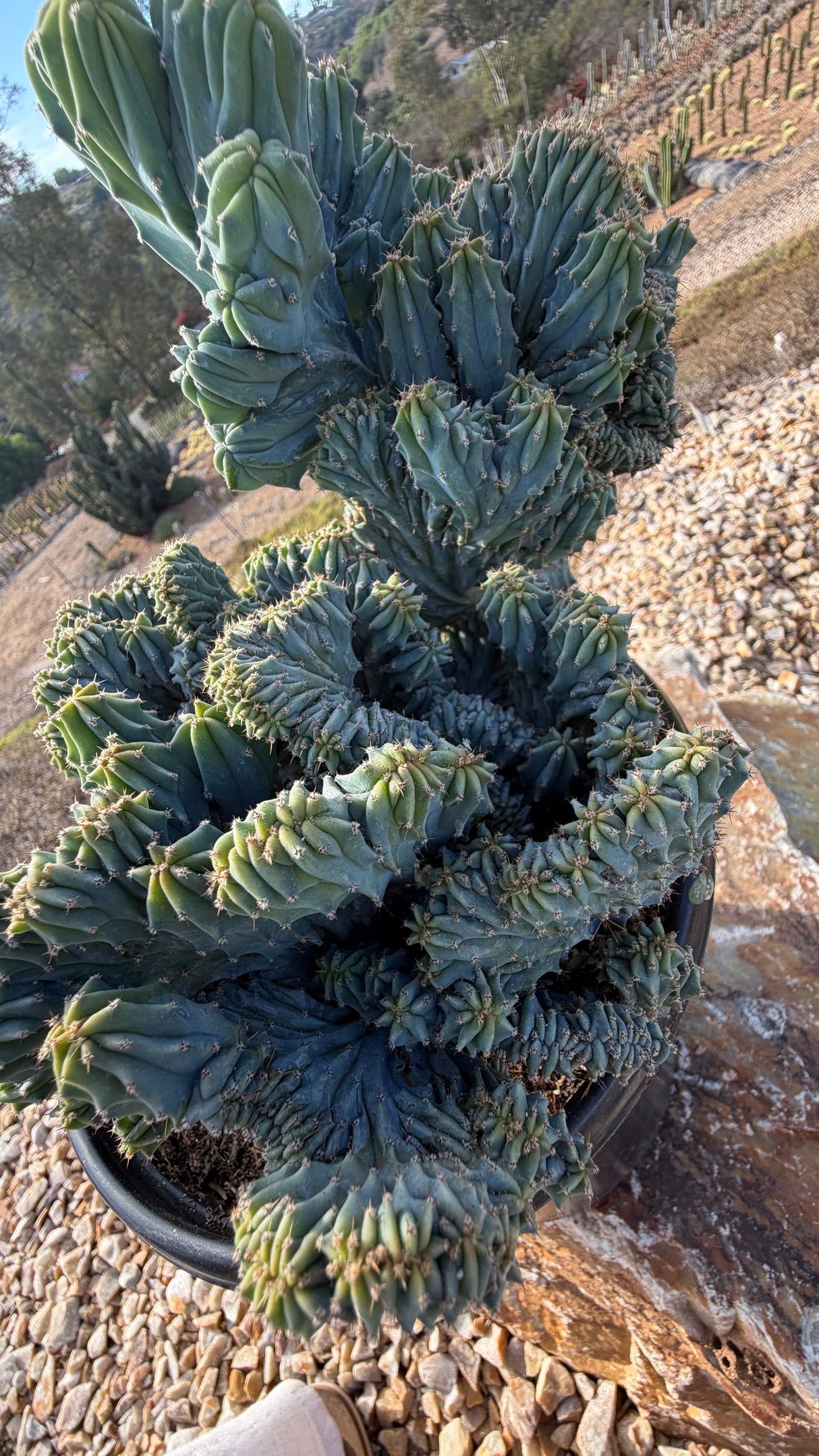 Side view of the tower crest cluster