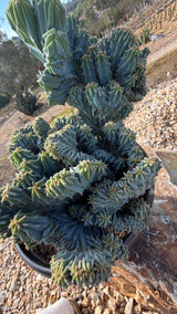 Side view of the tower crest cluster