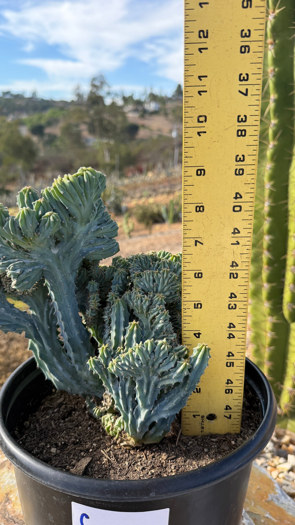 Crested Blue Candle towers measured at about 8 inches tall