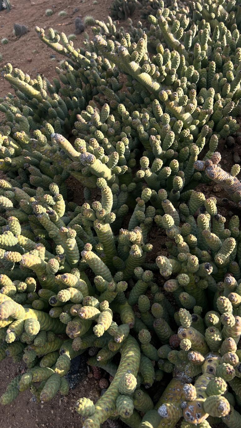 Close-up of a cactus plant with spiky green leaves on a sandy background