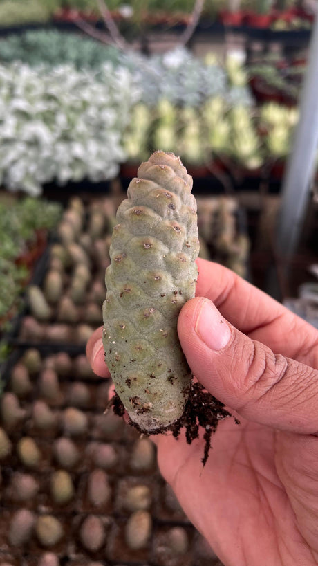 Pinecone Cactus (Tephrocactus articulatus) cutting with pinecone-like segments.