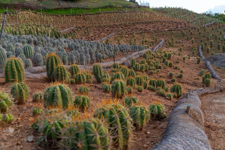 Garden with various cacti plants on a sloped landscape.