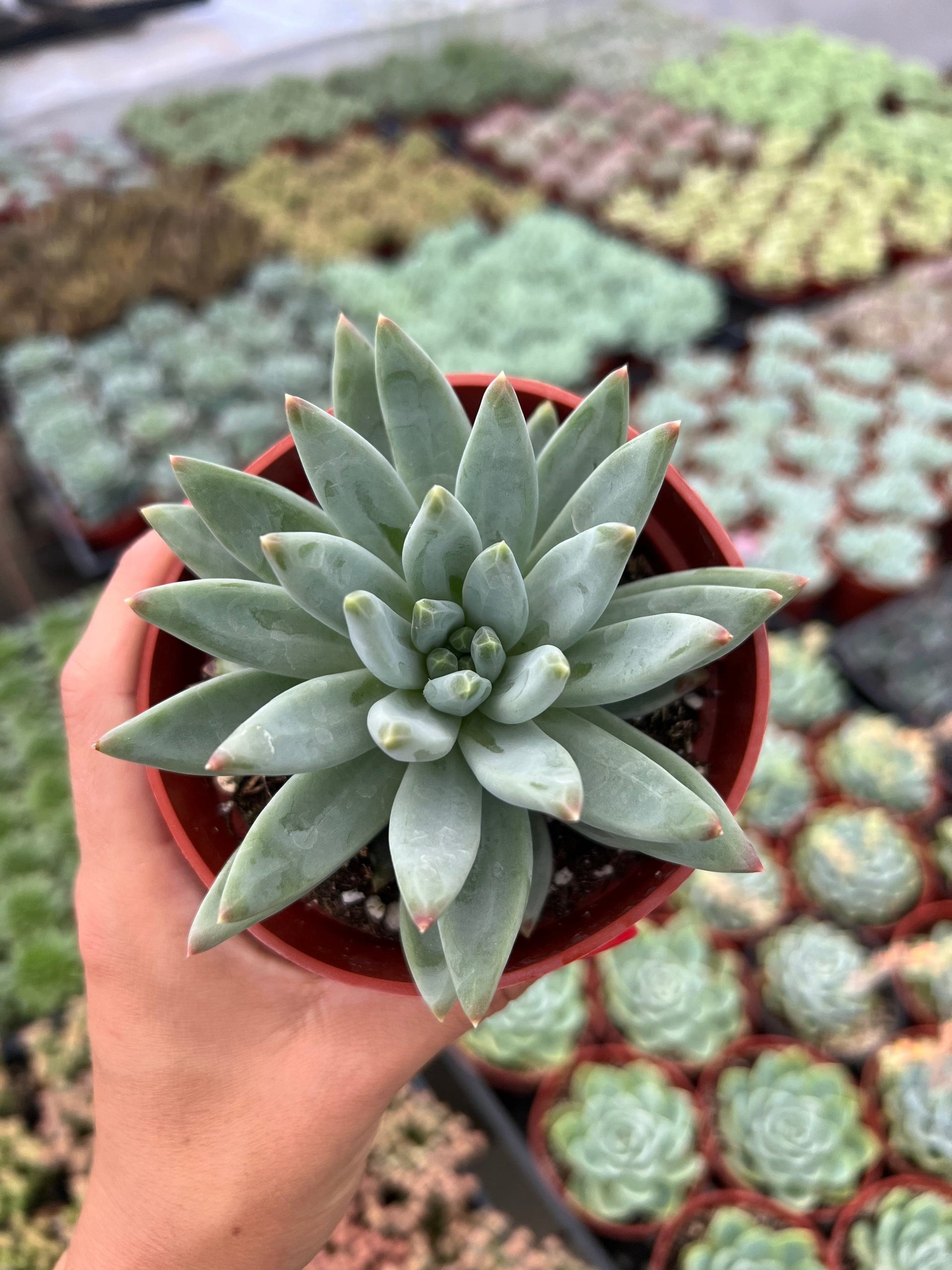 pachyveria glauca little jewel succulent Pachyphytum ‘Little Jewel’ - Pachyphytum