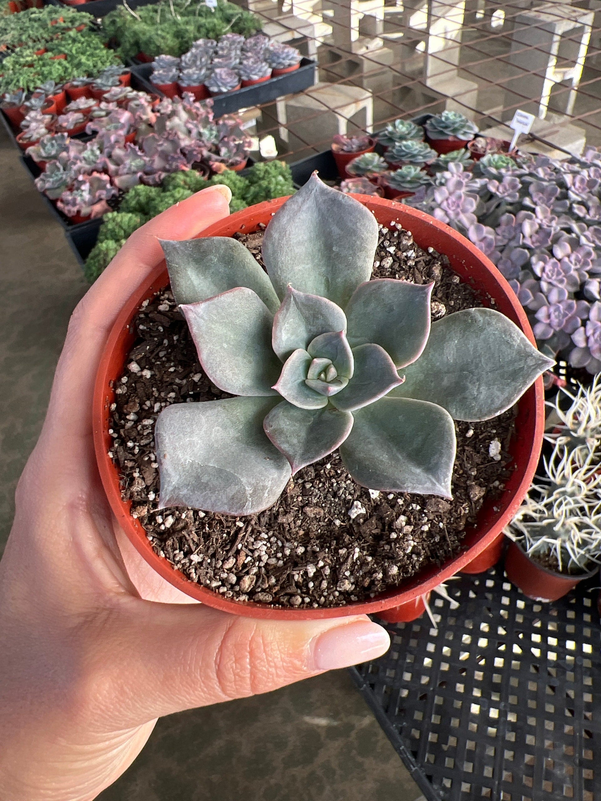 blue prince succulent Echeveria 'Blue Prince'