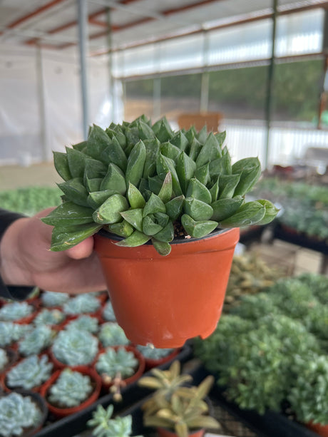 Star Window Plant - Haworthia Cuspidata