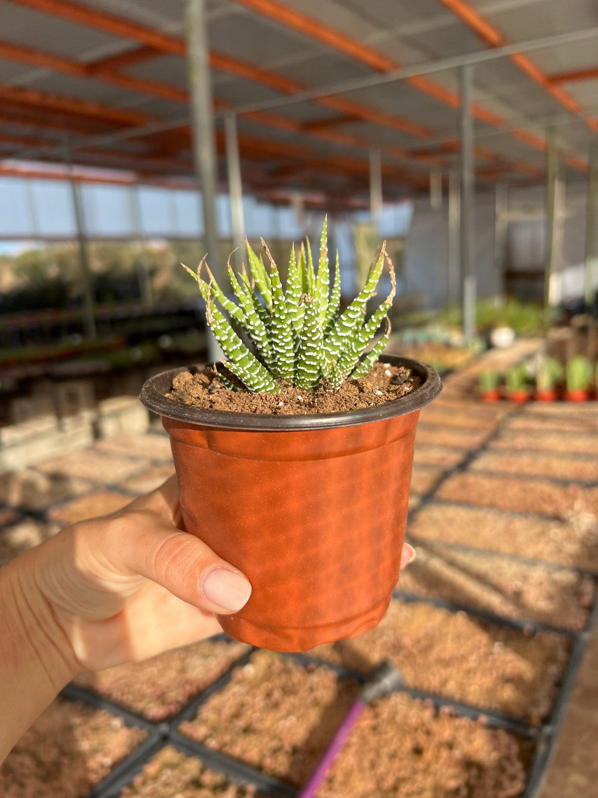 Variegated Zebra Plant - Hawothia fasciata variegata