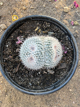 Owl's Eye Cactus 2-Pack Cluster - Mammillaria parkinsonii