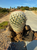 Mammillaria - bombycina