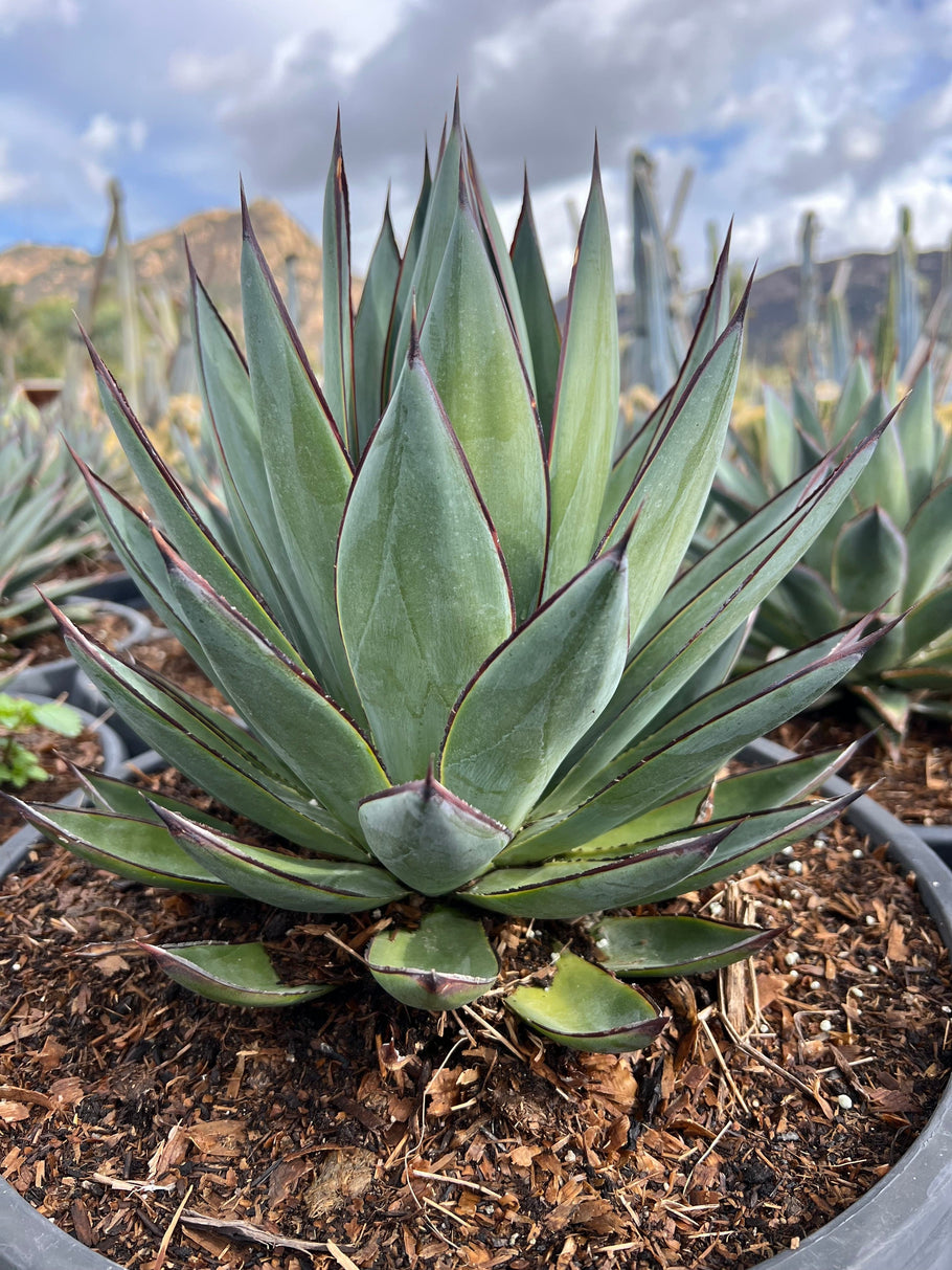 Agave Blue Glow for Sale | Compact Landscape Agave – CactusWarehouse