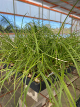 Ponytail Palm - Beaucarnea Recurvata