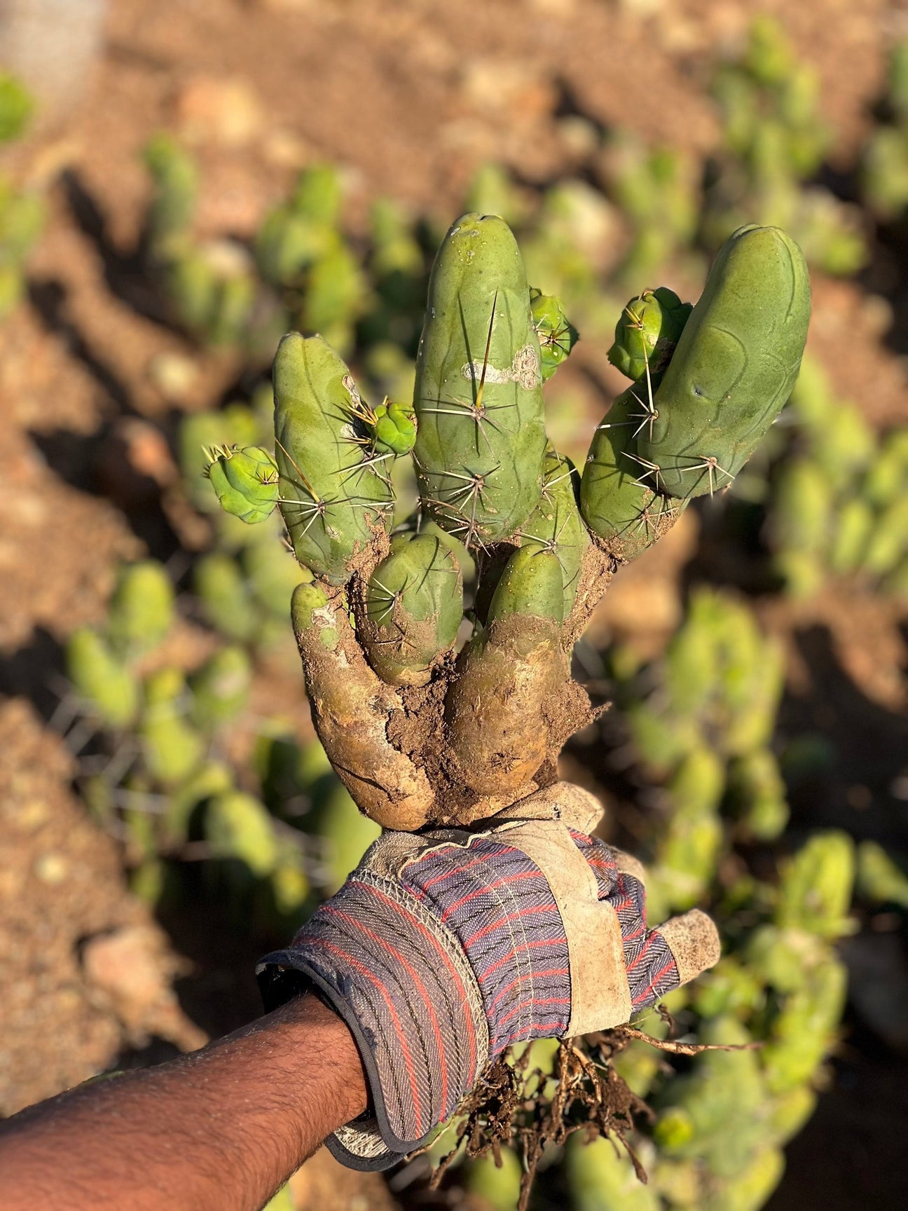 Penis Cactus (Short Form) Cutting
