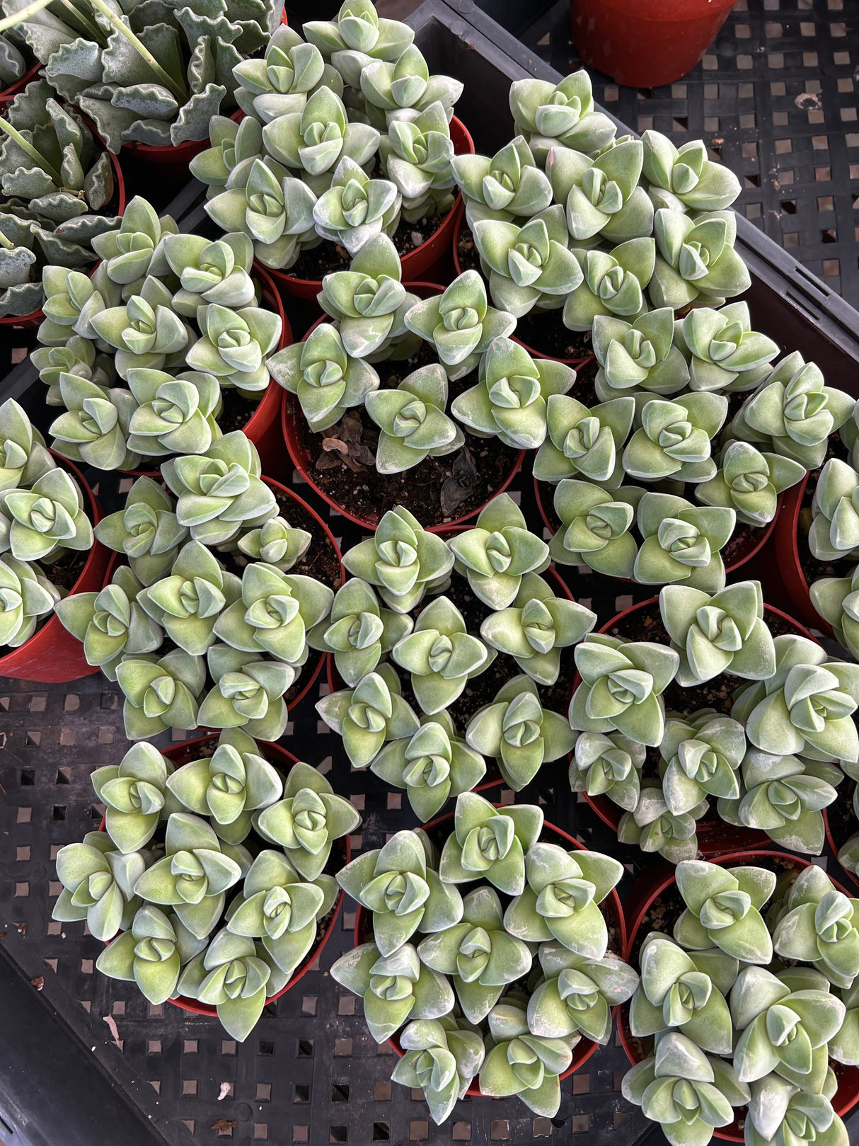 Crassula 'Moonglow' - Crassula