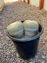 Mammillaria haageana 2-Pack Cluster - Mammillaria haageana