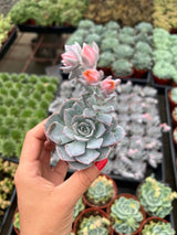 Echeveria Hybrid - Echeveria Subsessilis