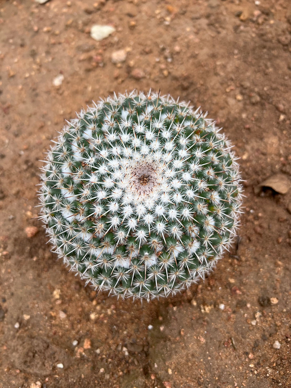 🎁 Owl Eye Cactus - Mammillaria Parkinsonii (100% off)