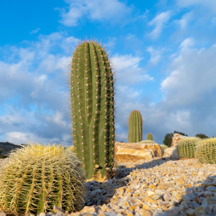 Luxury Desert Landscape Cactus Bundle