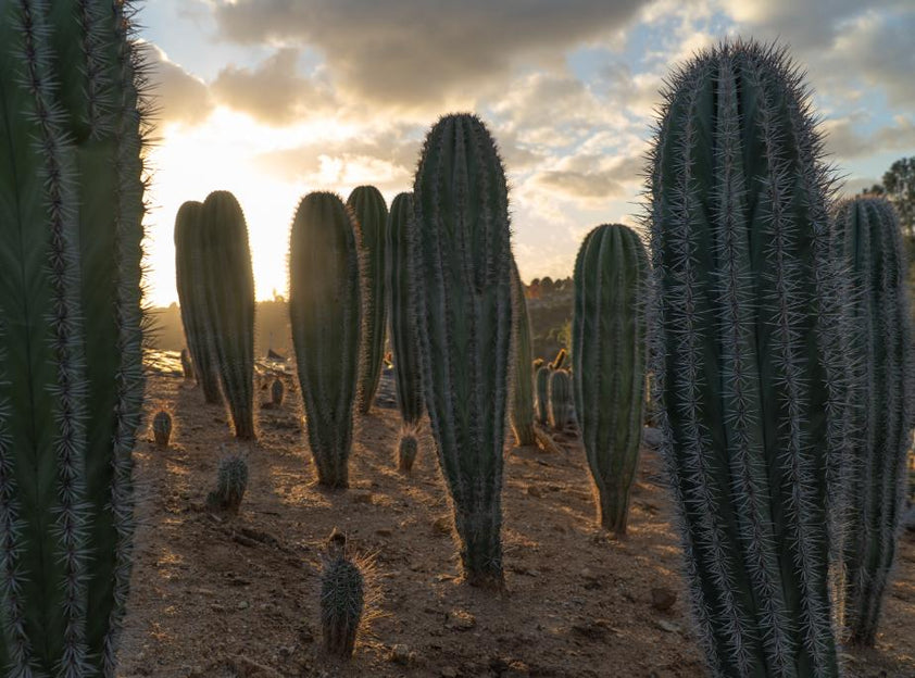 False Saguaro ,Pachycereus pringlei , Mexican Cardon | Exotic Cacti ...