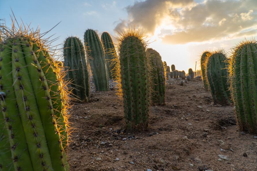 Argentine Saguaro, Echinopsis terscheckii, Trichocereus terscheckii,Cardon Grande | Cactus Warehouse | Exotic Cacti Collection & Quality Desert Plants