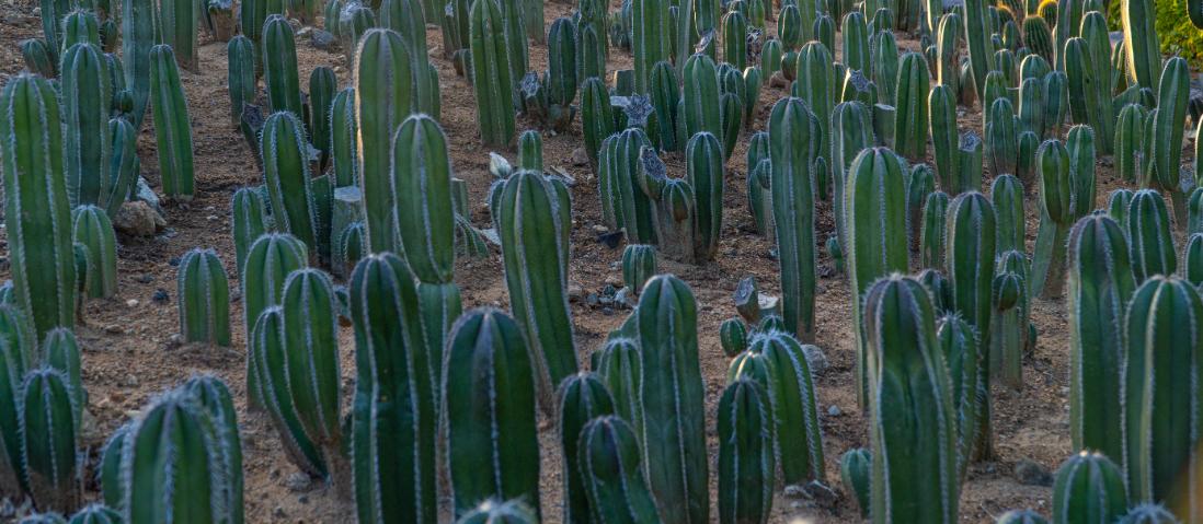 64-Pack 2” Mexican Fence Post Cactus - Pachycereus marginatus