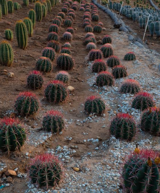Mexican Lime Cactus, Ferocactus pilosus/stainesii, Ferocactus pringlei ,Viznaga de Lima, Red Barrel | Cactus Warehouse | Exotic Cacti Collection & Quality Desert Plants