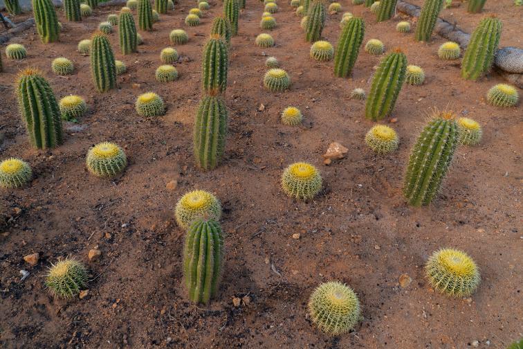 Luxury Desert Landscape Cactus Bundle