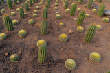 Luxury Desert Landscape Cactus Bundle