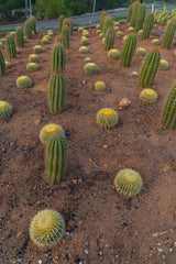 Luxury Desert Landscape Cactus Bundle
