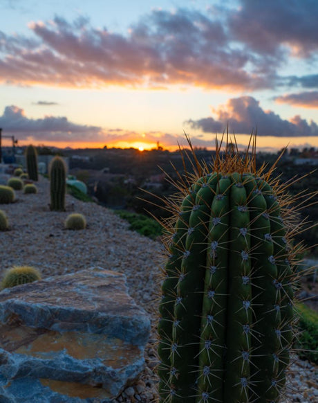 Luxury Desert Landscape Cactus Bundle
