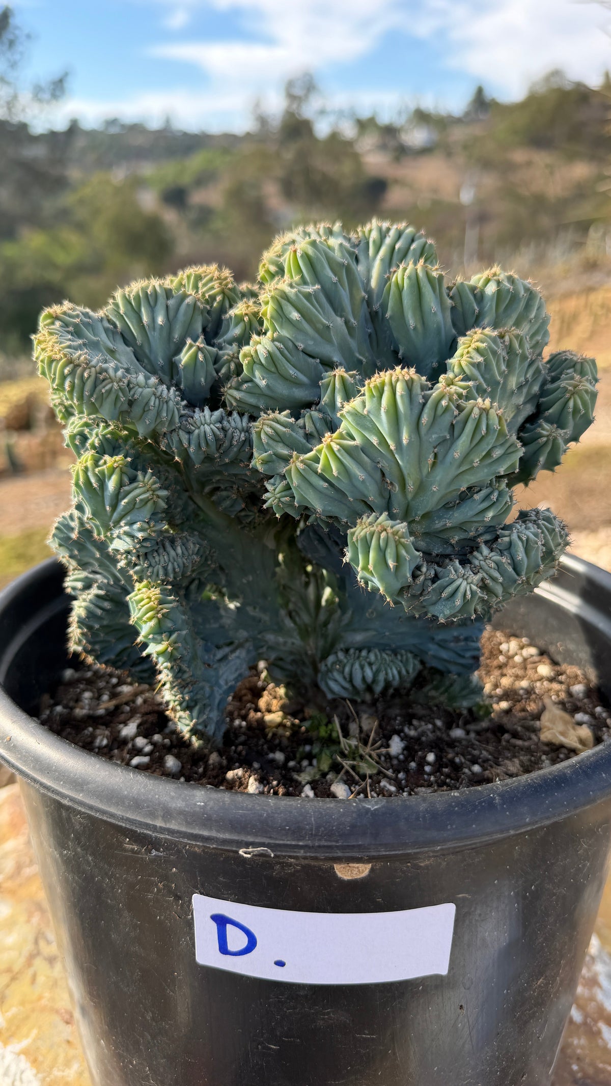 Crested Blue Candle wide dome of knobbed blue growth filling a 5 gallon pot