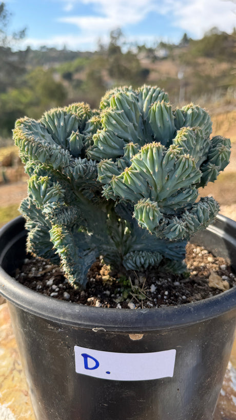 Crested Blue Candle wide dome of knobbed blue growth filling a 5 gallon pot