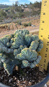 Wide dome crest measured at about 5.5 inches tall