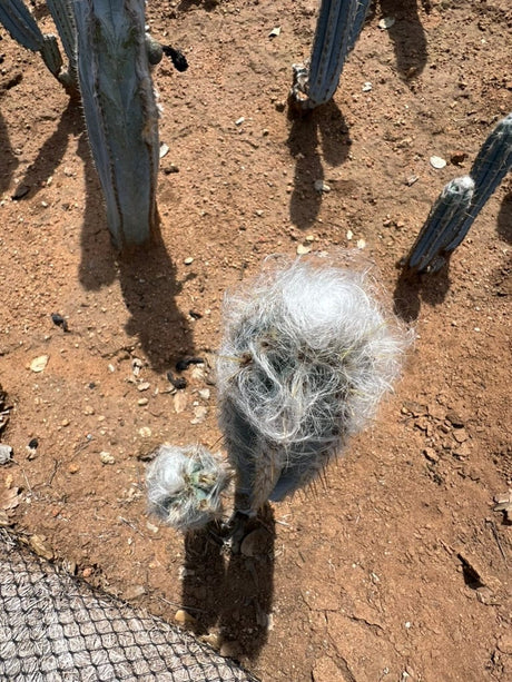 Pilosocereus pachycladus - Blue Torch Cactus (2- 3 piece)